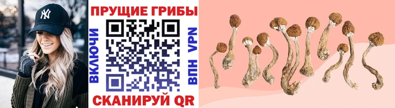 OMG как войти  Вельск  Галлюциногенные грибы GOLDEN TEACHER 